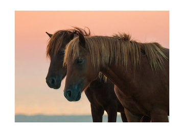 Peaceful Wild Horses | Poster - Passepartout