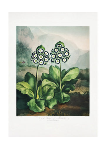 A Group of Auriculas from The Temple of Flora 2 (1807) | Poster - Passepartout