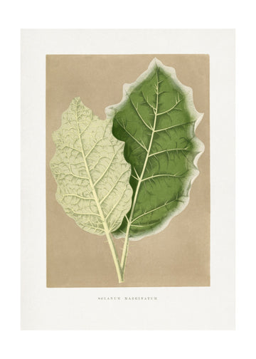 Green Solanum Marginatum Leaf Illustration | Poster - Passepartout