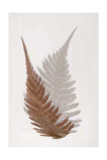 Ethereal Fern Fronds | Poster - Passepartout