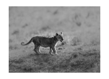 Baby Lion Cub Stroll | Poster - Passepartout