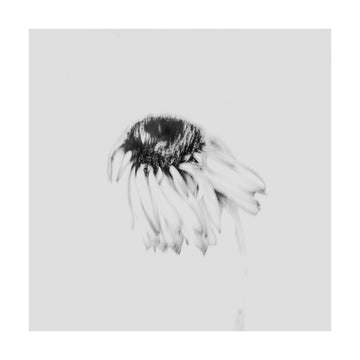 Soft Fading Flower | Poster - Passepartout