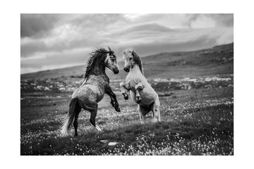 Wild Horses Rearing | Poster - Passepartout