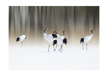 Graceful Cranes in Snow | Poster - Passepartout
