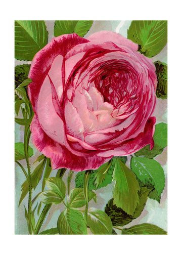 Pink Rose, Mrs John Laing Lithograph | Poster - Passepartout