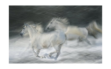 Dreamy White Horses | Poster - Passepartout