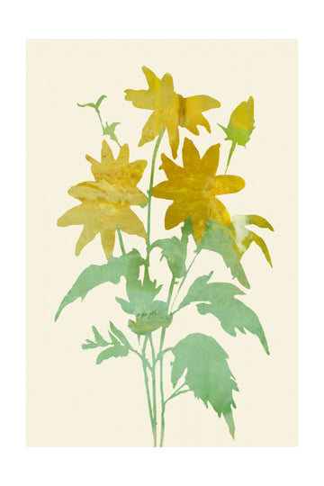 Gentle Yellow Blossoms | Poster - Passepartout