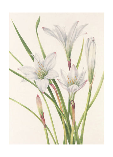 Atamasco Lily From North American Wildflowers (1925) By Mary Vaux Walcott | Poster - Passepartout
