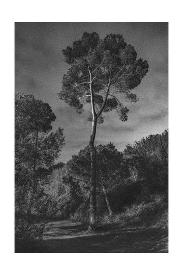 Dramatic Lone Tree | Poster - Passepartout
