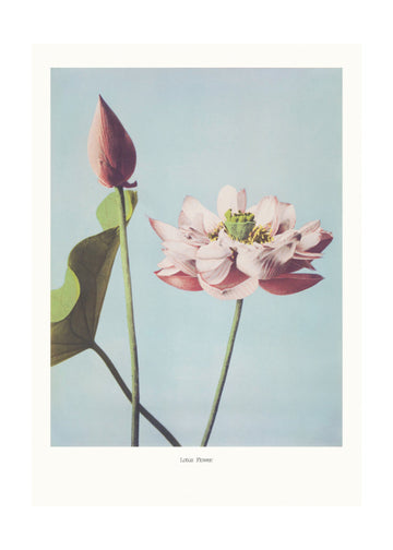  Lotus Flowers | Poster - Passepartout