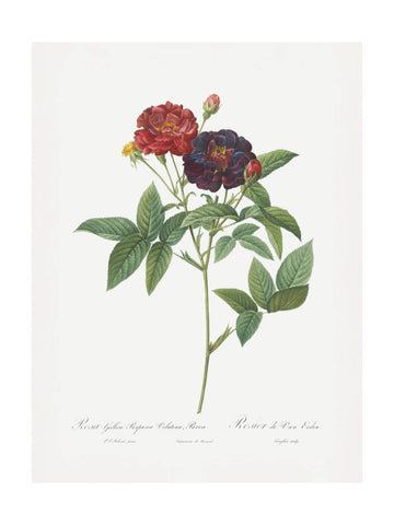 Rose of Van Eeden, Les Roses (1817–1824) | Poster - Passepartout
