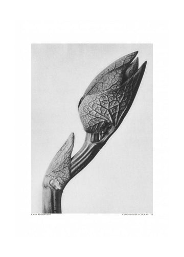 Aristolochia clematitis | Poster - Passepartout