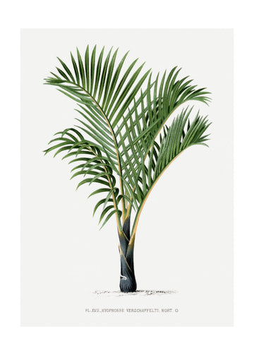 Xvii Hyophorbe V | Poster - Passepartout