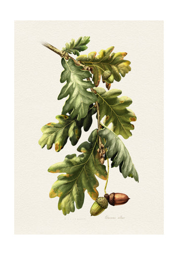 Botanical Oak Acorns | Poster - Passepartout