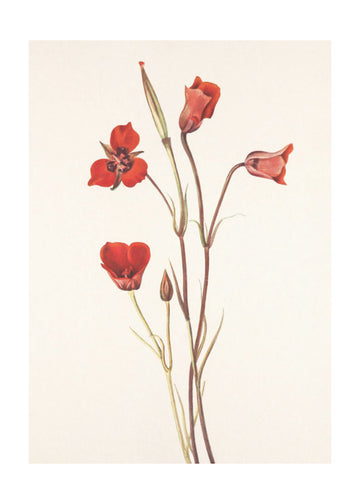 Scarlet Mariposa From North American Wildflowers (1925) By Mary Vaux Walcott | Poster - Passepartout