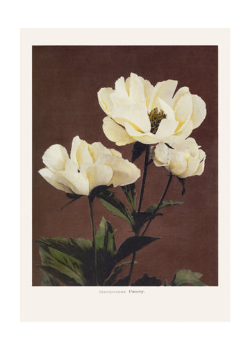 Hærdaceous Peony | Poster - Passepartout
