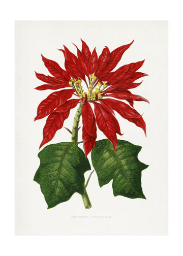 Poinsettia Pulcherrima Leaf Illustration | Poster - Passepartout