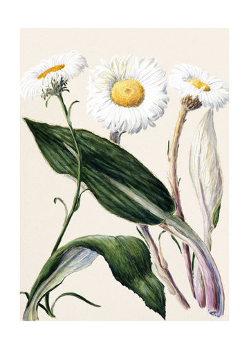 New Zealand Mountain Daisies Drawn By Sarah Featon (1848–1927 | Poster - Passepartout