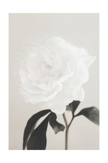 Elegant White Peony | Poster - Passepartout