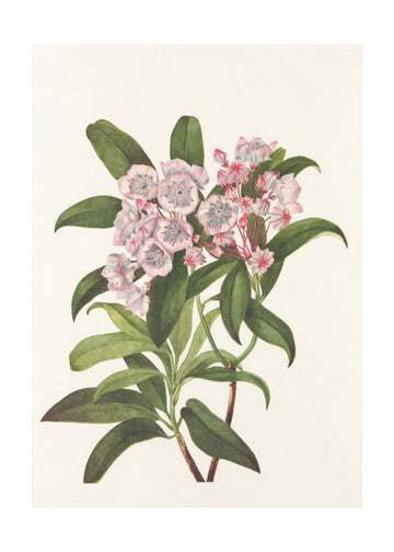 Mountain Laurel From North American Wildflowers (1925) By Mary Vaux Walcott | Poster - Passepartout