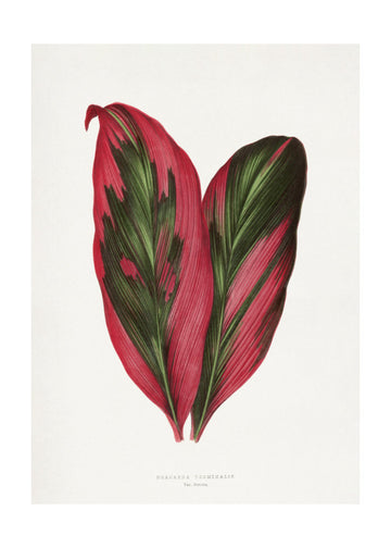 Pink Dracaena Terminalis Leaf Illustration | Poster - Passepartout