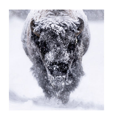 Majestic Bison Snowstorm | Poster - Passepartout