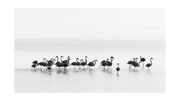 Graceful Flamingos Wading | Poster - Passepartout
