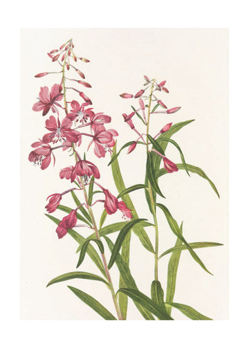 Fireweed From North American Wildflowers (1925) By Mary Vaux Walcott. | Poster - Passepartout