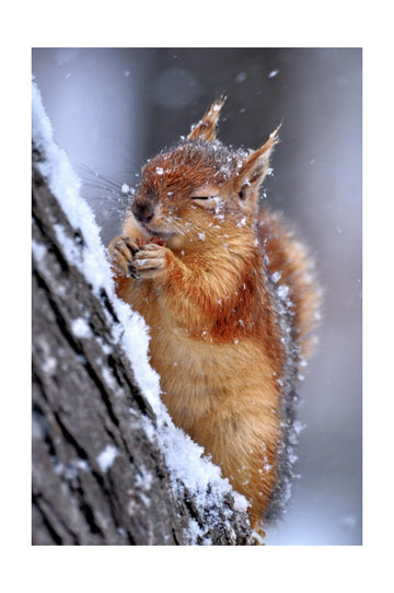 Happy Winter Squirrel | Poster - Passepartout