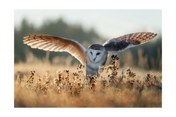 Barn Owl Flight | Poster - Passepartout