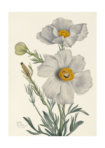 Matilija Poppy | Poster - Passepartout
