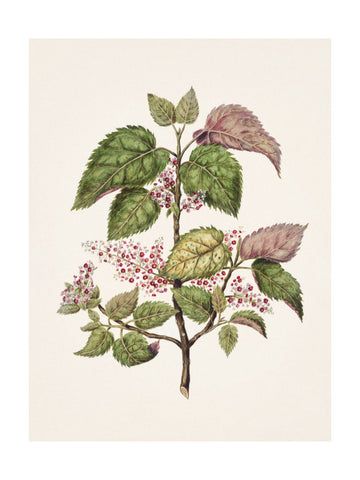 Makomako   Aristotelia Racemosa Drawn By Sarah Featon (1848–1927) | Poster - Passepartout