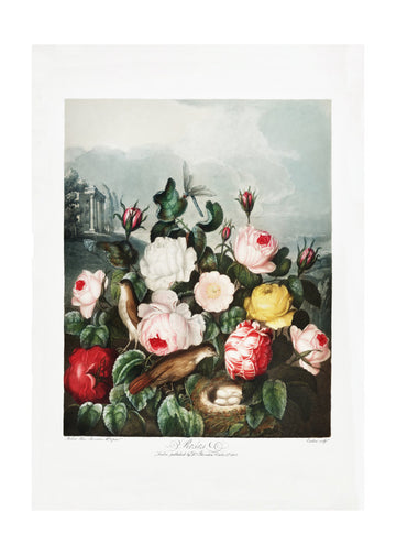 Roses from The Temple of Flora (1807) | Poster - Passepartout