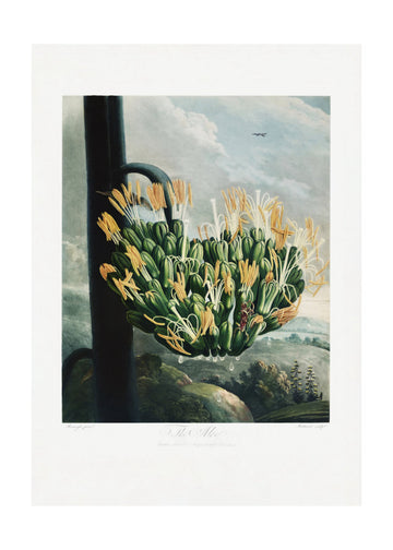 The Aloe from The Temple of Flora (1807) | Poster - Passepartout