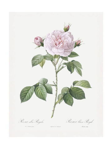 Royal White Rose, Les Roses (1817–1824) | Poster - Passepartout