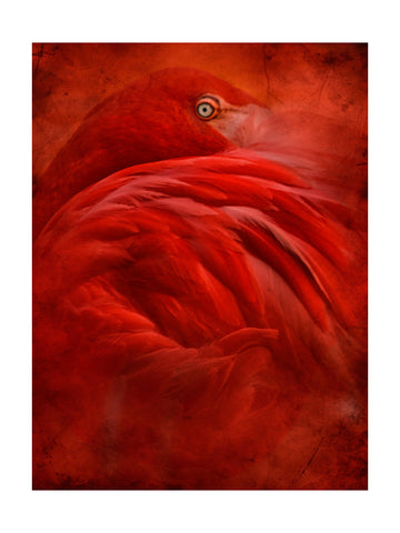 Vibrant Crimson Flamingo | Poster - Passepartout