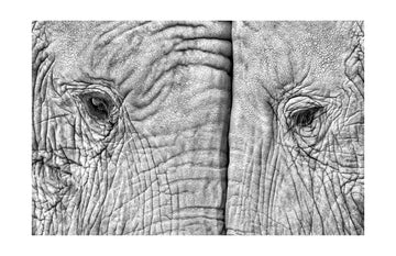 Monochrome Elephant Gaze | Poster - Passepartout