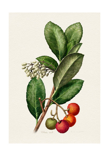 Vintage Strawberry Tree | Poster - Passepartout