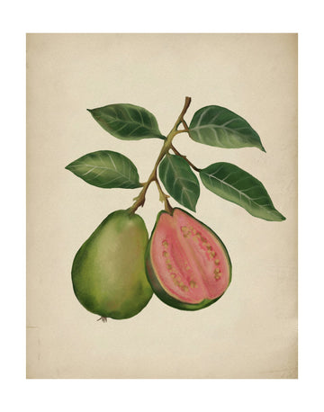 Fresh Guava Botanical | Poster - Passepartout