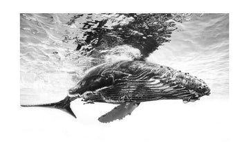 Majestic Humpback Whale | Poster - Passepartout
