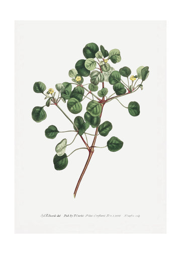 Euphorbia Petiolaris 1805   Flower Garden Displayed By Francis Sansom | Poster - Passepartout