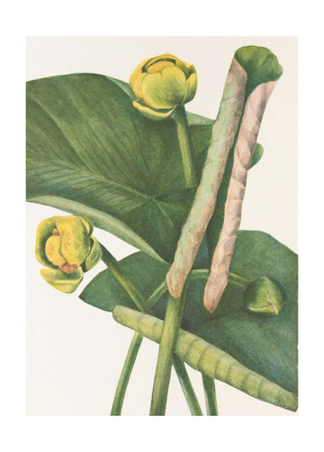 Spatterdock From North American Wildflowers (1925) By Mary Vaux Walcott. | Poster - Passepartout