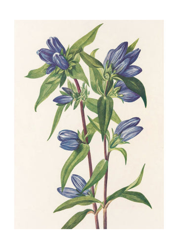 Bottle Gentian From North American Wildflowers (1925) By Mary Vaux Walcott | Poster - Passepartout