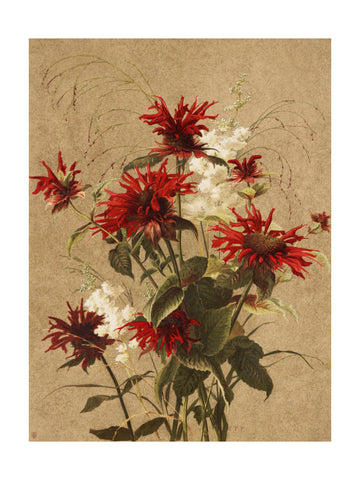 Balm and Spiraea By Ellen Thayer Fisher | Poster - Passepartout