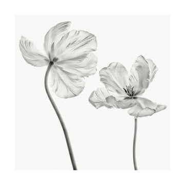 Graceful Monochrome Tulips | Poster - Passepartout