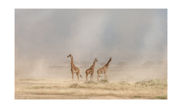 Giraffes in Golden Dust | Poster - Passepartout