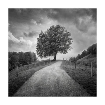 Winding Path Lone Tree | Poster - Passepartout