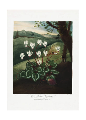 The Persian Cyclamen from The Temple of Flora (1807) | Poster - Passepartout