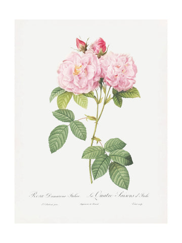 Rosa Bifera Officinalis, Les Roses (1817–1824) | Poster - Passepartout