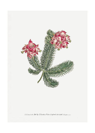 Erica Glauca   Flower Garden Displayed By Francis Sansom | Poster - Passepartout